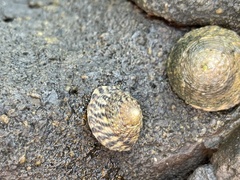 Bembicium nanum