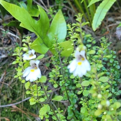 Euphrasia cuneata