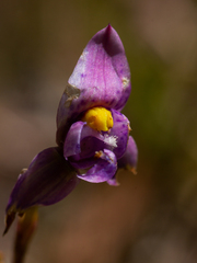 Thelymitra × truncata