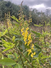 Crotalaria trichotoma