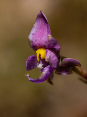 Thelymitra × truncata