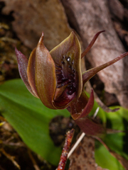 Chiloglottis pluricallata
