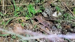 Hemidactylus parvimaculatus