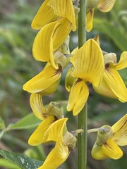 Crotalaria trichotoma