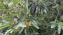Pittosporum pentandrum