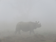 Rhinoceros unicornis