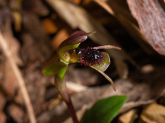 Chiloglottis sphaerula