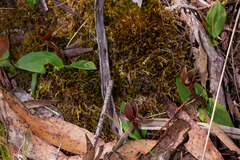 Chiloglottis pluricallata