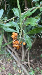 Pittosporum pentandrum