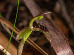 Chiloglottis sphaerula