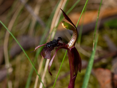 Chiloglottis sphaerula