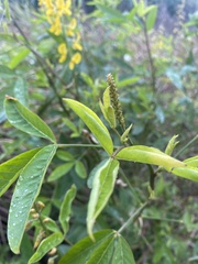 Crotalaria trichotoma