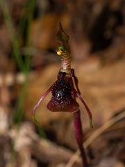 Chiloglottis sphaerula