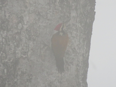 Chrysocolaptes guttacristatus