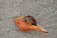 Clibanarius infraspinatus