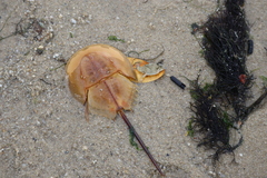 Carcinoscorpius rotundicauda