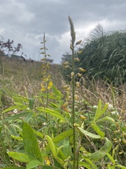 Crotalaria trichotoma