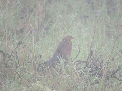 Centropus bengalensis