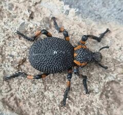 Brachycerus