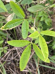 Crotalaria trichotoma