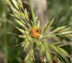 Paropsisterna fastidiosa