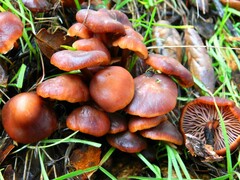 Gymnopus brassicolens