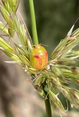 Paropsisterna fastidiosa