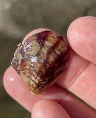 Mollusca