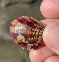 Mollusca