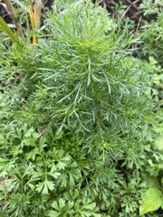 Artemisia capillaris
