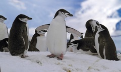 Pygoscelis antarcticus