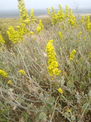 Manochlamys albicans