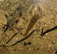 Macrobrachium malayanum