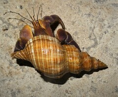 Filifusus filamentosus