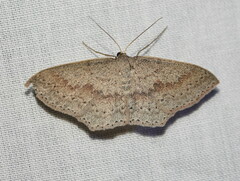 Scopula perialurga
