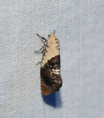Hypertropha chlaenota