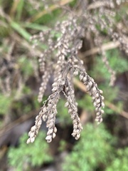 Artemisia capillaris