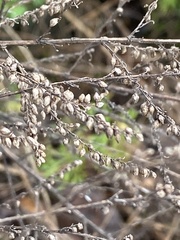 Artemisia capillaris