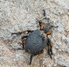 Brachycerus