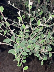 Cotoneaster pannosus