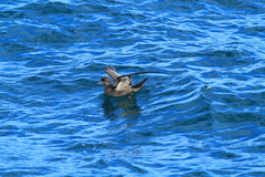 Ardenna tenuirostris