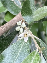 Elaeagnus oldhamii
