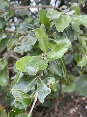 Elaeagnus oldhamii