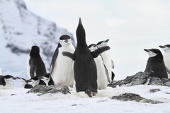 Pygoscelis antarcticus