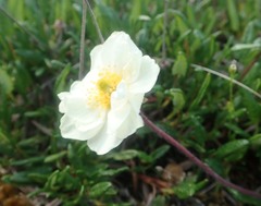 Dryas integrifolia