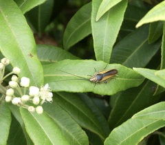 Balta bicolor