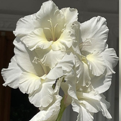 Angiospermae