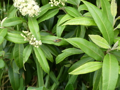 Balta bicolor