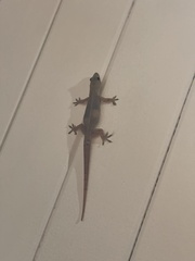 Hemidactylus garnotii