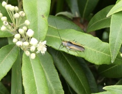 Balta bicolor